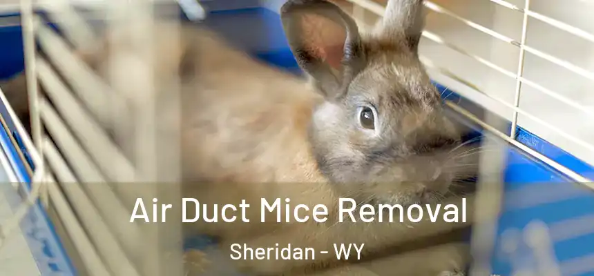  Air Duct Mice Removal Sheridan - WY